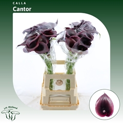 Zantedeschia Cantor 60cm