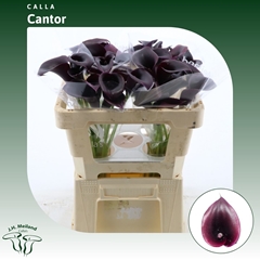 Zantedeschia Cantor 50cm