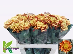 Chrysanth Single Fuego 80cm 90gr.