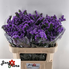 Limonium Sinuatum Crystal Dark Blue 70cm 40gr.