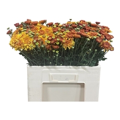 Chrysanth Spray Blenda 55cm 55gr.