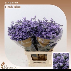 Limonium Utah Blue 70cm 30gr.