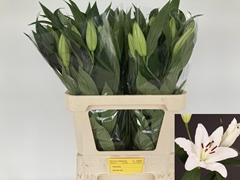 Lily Oriental Santander 80cm 2+