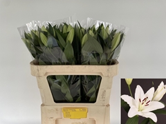 Lily Oriental Santander 70cm 1+