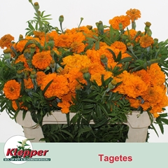 Tagetes Promise Orange 70cm