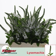 Lysimachia Moonlight 60cm