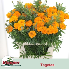 Tagetes Promise Orange 80cm