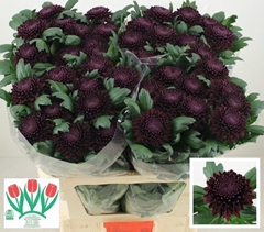 Chrysanth Single Poker 75cm 85gr.