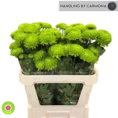 Chrysanth Single Bombellini 80cm 50gr.