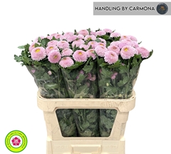 Chrysanth Single Blake 80cm 50gr.