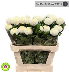Chrysanth Single Boris Becker 80cm 50gr.