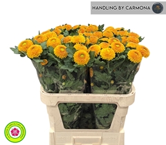 Chrysanth Single Blake 80cm 50gr.