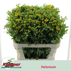 Helenium Kanaria 70cm
