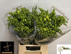 Freesia Double Versailles 50cm 20gr.