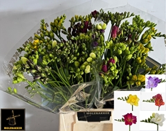 Freesia Double Mix 50cm 20gr.