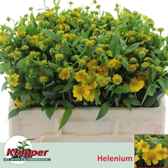 Helenium Kanaria 50cm