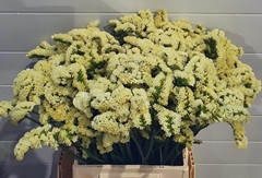 Limonium Sinuatum Yellow Sun Birds 50cm 20gr.