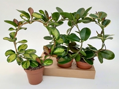 Hoya Mix 12Ø 45cm