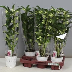 Dendrobium Star Class Apollon 12Ø 55cm 2st
