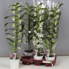 Dendrobium Nobile Cultivars 12Ø 70cm 1st
