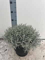 Leucophyta Brownii 23Ø 35cm