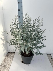 Eucalyptus Urnigera 23Ø 65cm