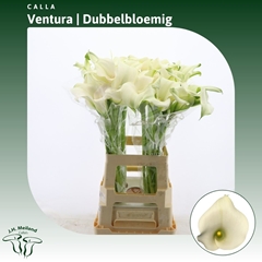 Zantedeschia Captain Ventura 70cm Twisted