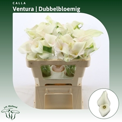 Zantedeschia Captain Ventura 50cm Twisted