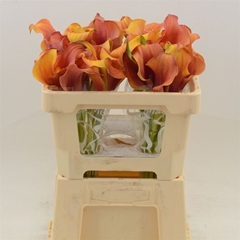 Zantedeschia Captain Trinity 50cm Twisted