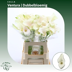 Zantedeschia Captain Ventura 60cm Twisted