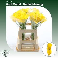 Zantedeschia Gold Medal 60cm Twisted