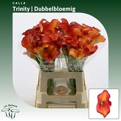 Zantedeschia Captain Trinity 60cm Twisted