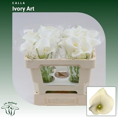 Zantedeschia Ivory Art 50cm