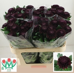 Chrysanth Single Poker 75cm 70gr.