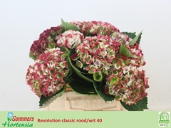 Hydrangea Revolution Classic 40cm 8-10cm Hd