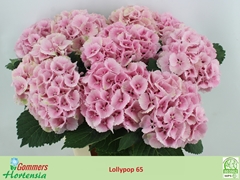 Hydrangea Lolly Pop Pink 65cm 14-16cm Hd