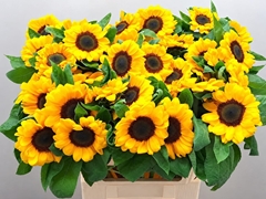 Helianthus Premier Orange 70cm