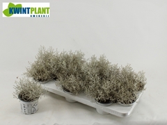Leucophyta Brownii 10Ø 16cm