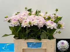 Dahlia Eveline 55cm
