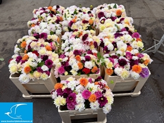 Dahlia Mix Per Bunch 45cm