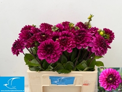 Dahlia Lilac Bull 55cm