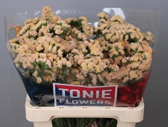 Limonium Sinuatum Sinuet Honey Apricot 60cm 25gr.
