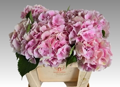 Hydrangea Verena 50cm 14-16cm Hd