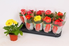 Gerbera Colourgame Mix 12Ø 25cm