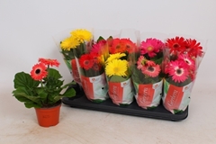 Gerbera Colourgame Mix 12Ø 30cm