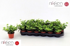 Hedera Helix Wonder 8Ø 7cm