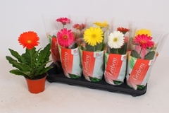 Gerbera Colourgame Mix 12Ø 35cm