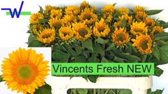 Helianthus Vincent's Fresh 80cm