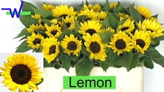 Helianthus Sunrich Lemon 50cm