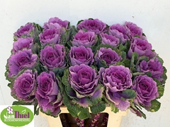 Brassica Red Crane 60cm